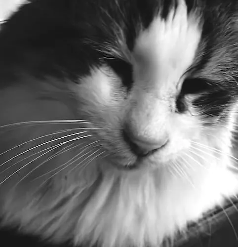 Apartment Wohnen Im Fachwerk - Fenja