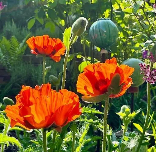 Apartment Wohnen Im Fachwerk - Fenja Nentershausen (Hessen)